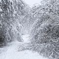 Le poids de la neige * The weight of the snow