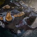 Découverte d'ossements d'humains et de carnivores géants dans une grotte mexicaine immergée