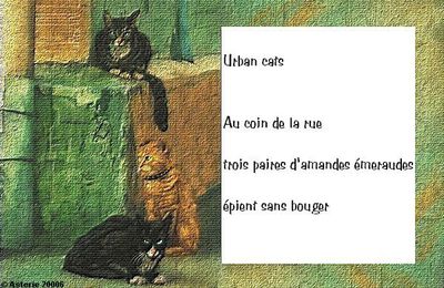 Urban cats