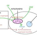 La cellule hétérotrophe