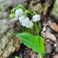 Mon petit brin de muguet...