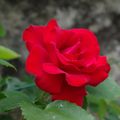 Rosa, rosa, rosam ...