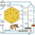 Cycle de vie des abeilles