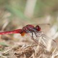 En rouge ...