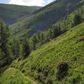 de Besse à Sur Berche