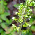 Neottia ovata : listère à feuilles ovales/Cransac mai 2023