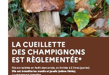 Cueillette des champignons
