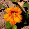 Capucine (Tropaeolum)