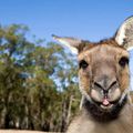 Kangaroo Island - Photos prises par Fred.