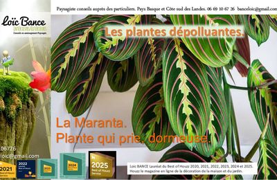Paysagiste pays Basque et Sud des Landes. Maranta: Plante dépolluante.