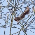 Acrobate...