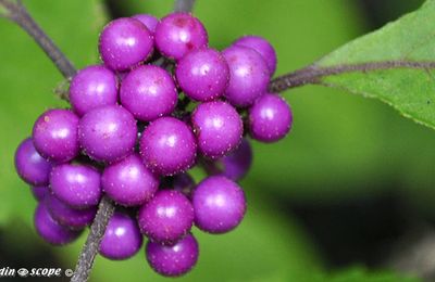 Le Callicarpa, un arbuste à la fructification spectaculaire 