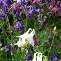 Ancolies sur fond de glycine