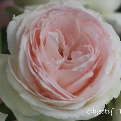 023 - La vie en rose...