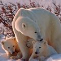 L'ours blanc bientôt considéré comme une espèce menacée ?