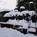 Le conifer sous la neige