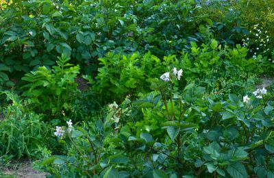 Des nouvelles du potager