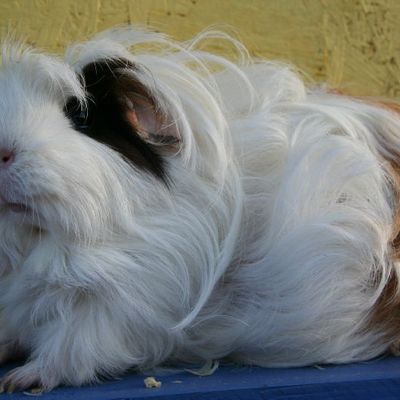 TABEA von des Luer Shweinchen sheltie couronnée