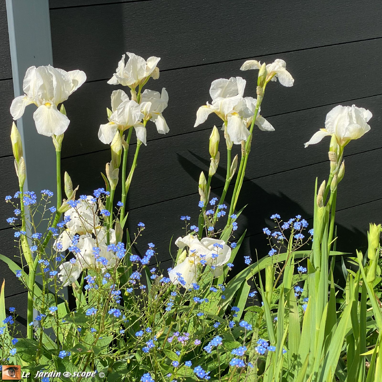 Iris Dame Blanche