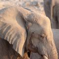 Elephant, Etosha national park, Namibia