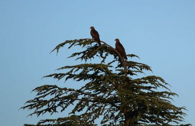 Ceyrac à Conqueyrac