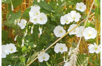 Liseron volage (Fickle bindweed)