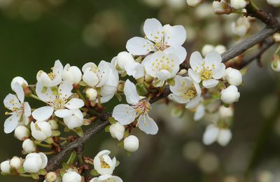 UN an et enfin le printemps