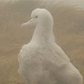 Manip's contrôle des poussins d'albatros aux Tourbières...