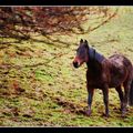 Cheval en hiver