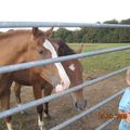 Les chevaux et les arcs