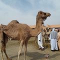 Le marché aux chameaux