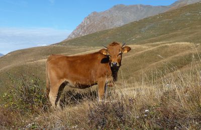 La Tarentaise: race bovine