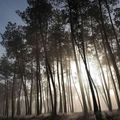 Une forêt épargnée pour l'instant