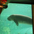L'Aquarium de Sydney – 25/09