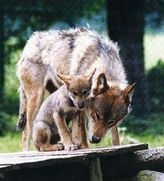 Sous la protection de la louve