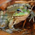 L’influence de la canicule sur les grenouilles