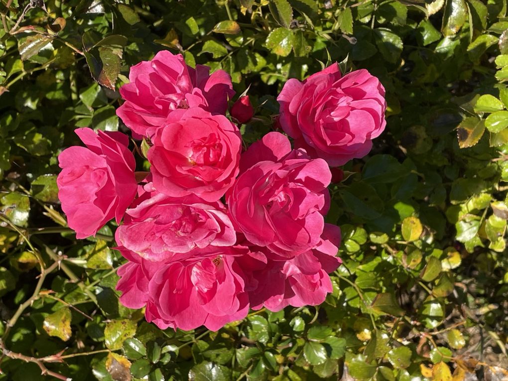 Mardi 04 novembre 2025: mes photos datent d'hier, les oiseaux avant la tonte , Dernière tonte , les fleurs bravent novembre, pause et silence contemplatif , les nuages pardessus le toit de ma cabane de jardin , mon diapo s'en suit ...