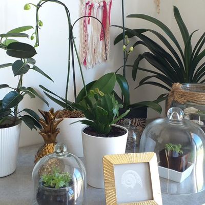 My jungle 🌺🌺🦓🦓