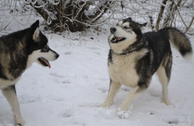 Iliade et son copain Ianook s'éclatent dans la neige 