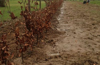 Deuxième haie, au total 299 arbres plantés!