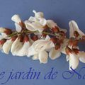Beignets de fleurs d'acacias