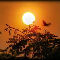 ET LA TERRE COULE...extrait