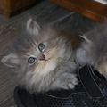 Chaton British Longhair bleu tabby 