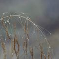 Brume à l'aube