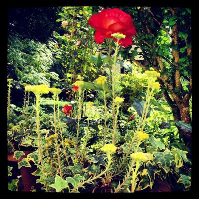 La photo du mois de novembre : la vie en rose