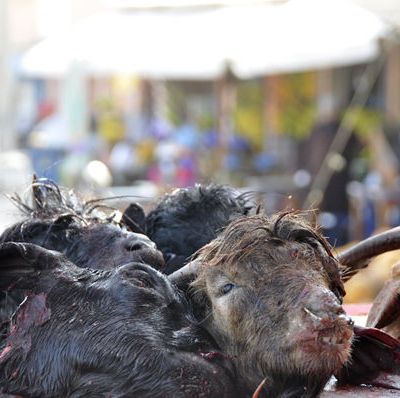 Chez le Booucher, un P'tit calin