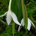 promenade au jardin......