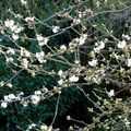 Conte de printemps