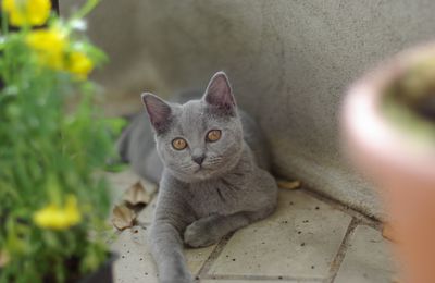 Carnet rose (des chats bleus)