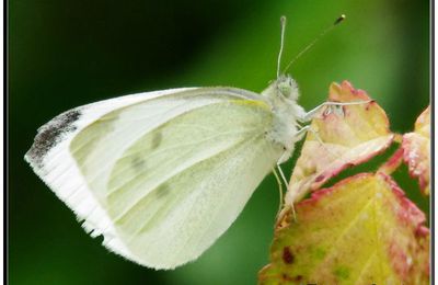 Un petit papillon